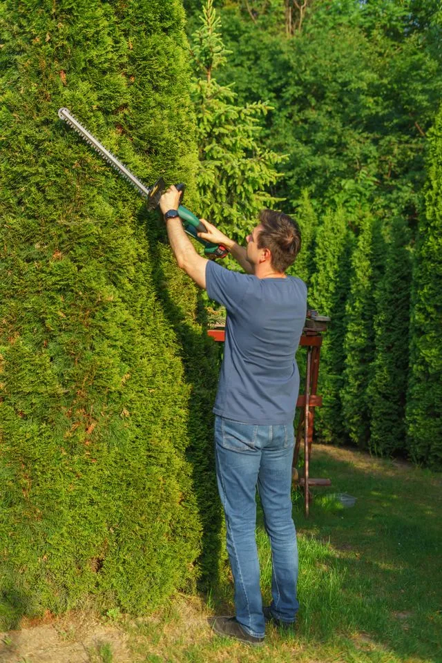 Trimming a tall conifer hedge with a powered hedge trimmer.