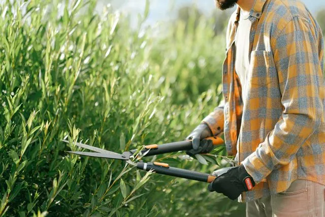 Shaping shrubs by hand with garden shears.