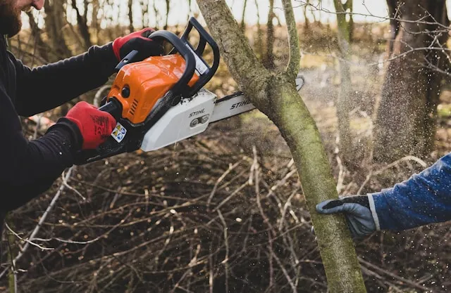 Pruning a young tree with a chainsaw.