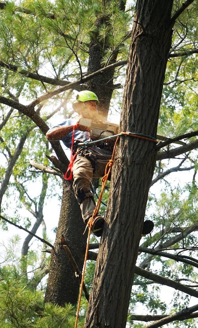 Our arborist working at height in a mature tree.