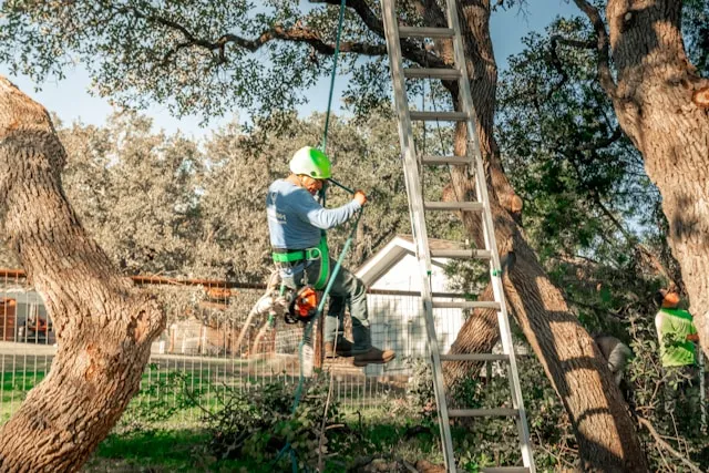 Tree surgery from a ladder in a mature oak.